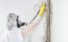 Why You Should Choose Our Mold Remediation Services in Wilder, KY